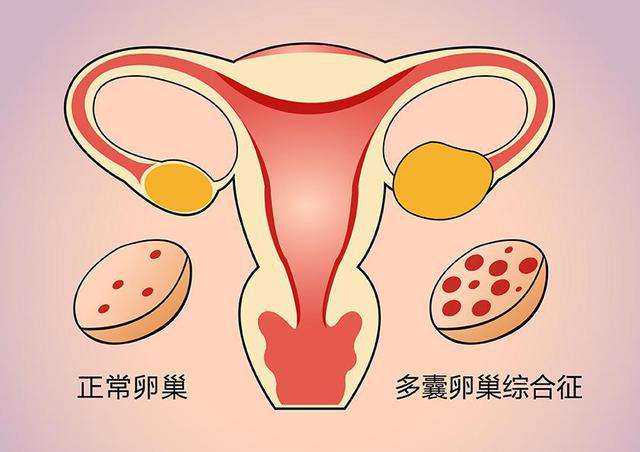 上海最大的助孕公司优去坤和助孕电话 上海试管选择性别包成功靠谱不 ‘孕囊