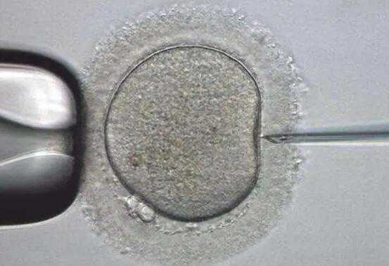 囊胚培养成功后怎样保存